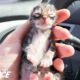 Newborn Kitten Who Was Frozen Solid Grows Up To Be Strong And Feisty | The Dodo Little But Fierce
