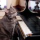 Nora The Piano Playing Cat | Extraordinary Animals | BBC Earth