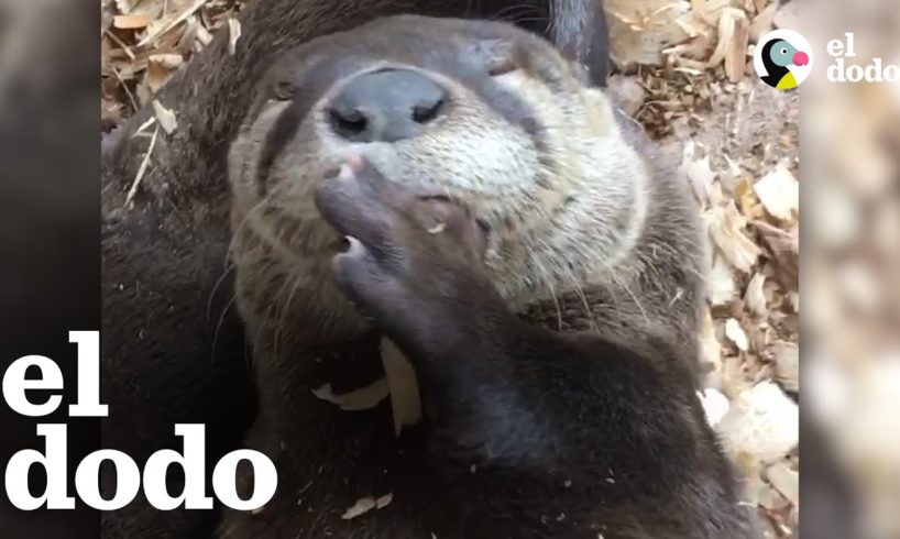 Nutria rescatada se chupa el dedo