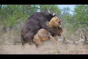 OMG! Single Buffalo Too Angry Destroy The Strongest Lion in African