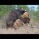 OMG! Single Buffalo Too Angry Destroy The Strongest Lion in African