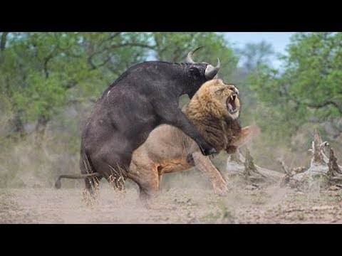 OMG! Single Buffalo Too Angry Destroy The Strongest Lion in African