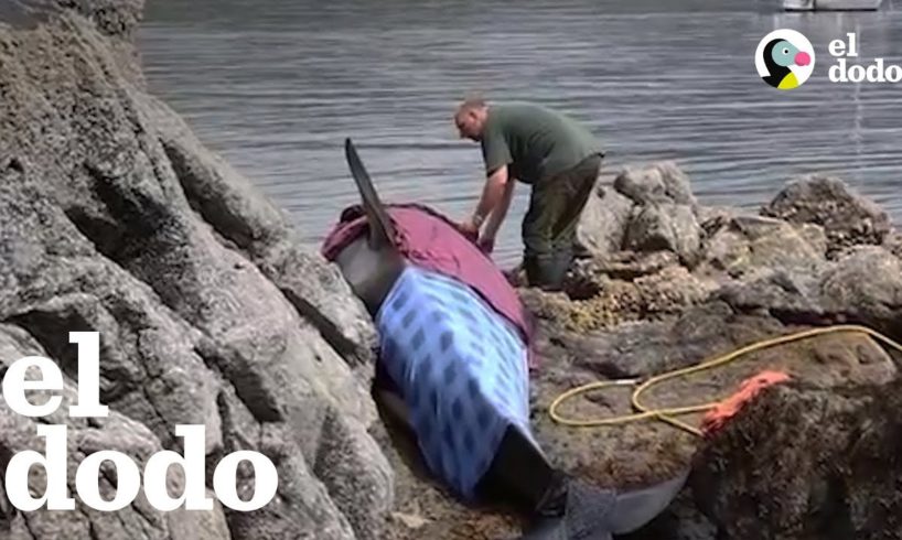 Orca varada en las rocas está agradecido de por fin ser libre