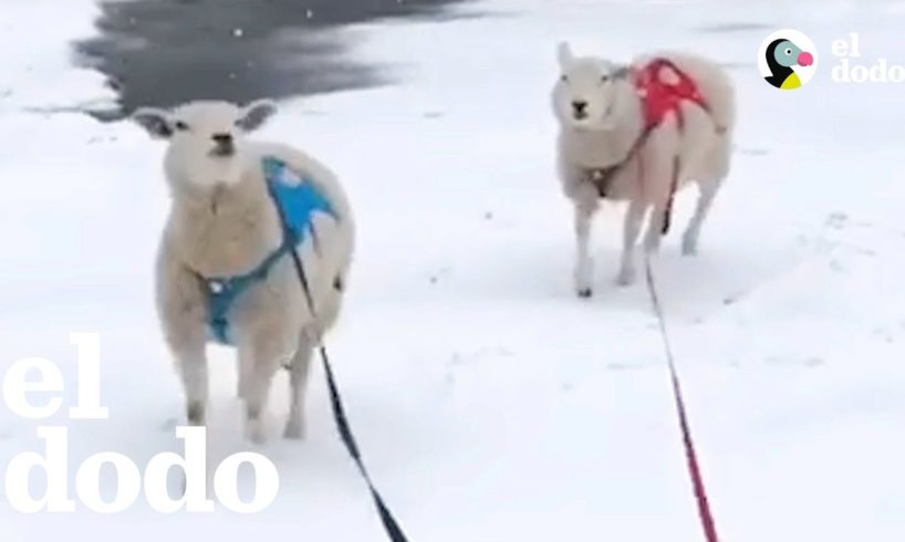 Ovejas hermanas actúan como perros