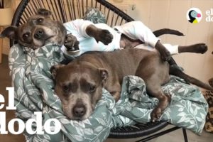 Par de pitbulls mimados tienen su propio cuarto | El Dodo