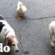 Pato rescatado haría lo que sea por ser perro | El Dodo