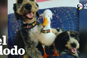 Pato salvado de una granja industrial ama a su nueva familia