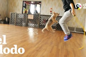 Perrita es la mejor en el mundo en saltar la cuerda