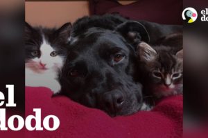 Perrita pit bull que extraña a su gato se enamoró de un montón de gatitos en adopción