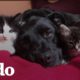 Perrita pit bull que extraña a su gato se enamoró de un montón de gatitos en adopción