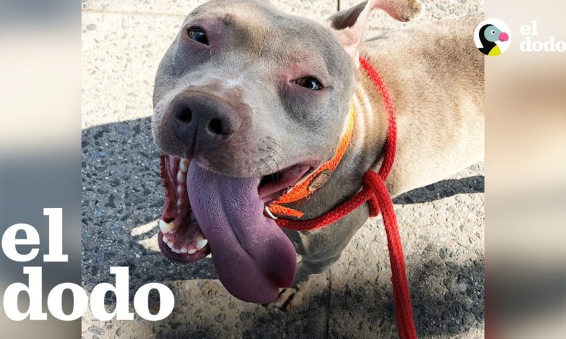 Perrita pitbull fue abandonada en un bosque