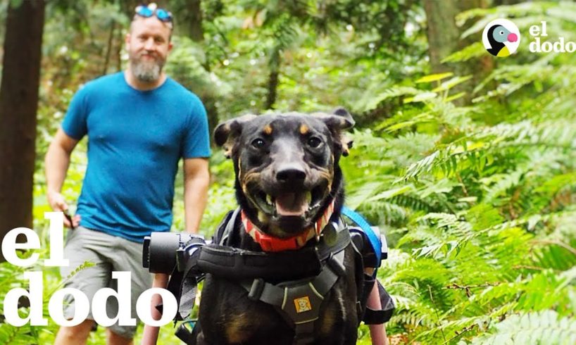 Perrita se emociona MUCHÍSIMO cuando se va de excursión en su silla de ruedas