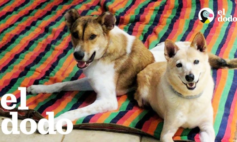 Perrito con la columna torcida aprende a caminar con la ayuda de su amigo