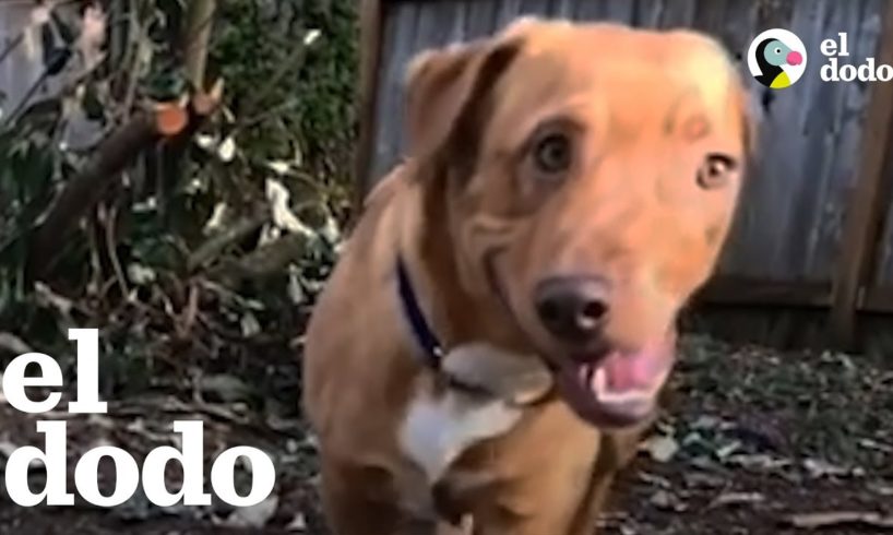 Perrito le demuestra al mundo que no hay ningún problema con ser distinto