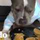 Perrito pitbull cumple sus sueños de comer tacos