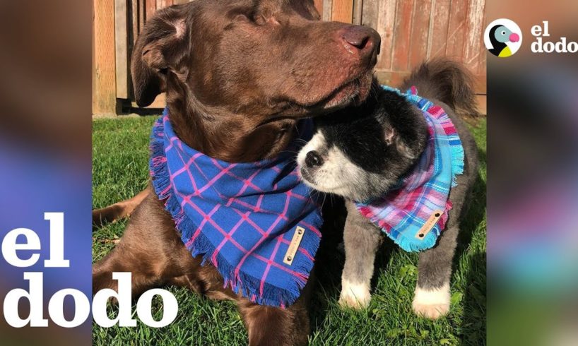 Perritos hermanos sin ojos aman tener aventuras nuevas