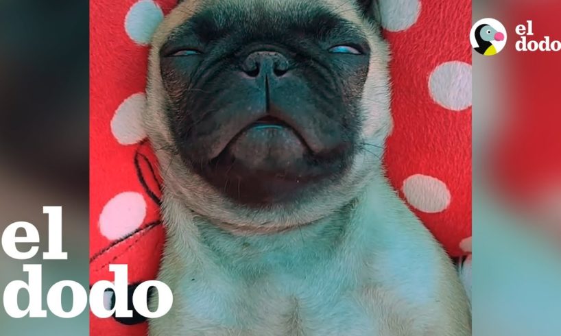 Perro Pug Sabe Cómo Relajarse