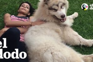 Perro enorme cree que es un cachorro