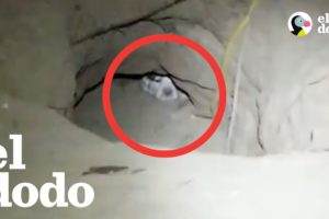 Perro esconde sus bebés bajo tierra