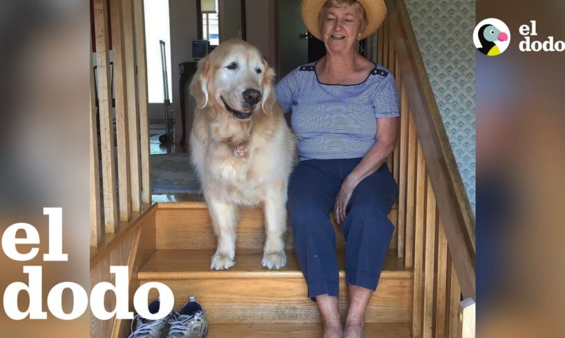 Perro mayor AMA visitar a su vecina