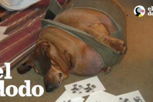 Perro salchicha obeso pierde 23 kilos