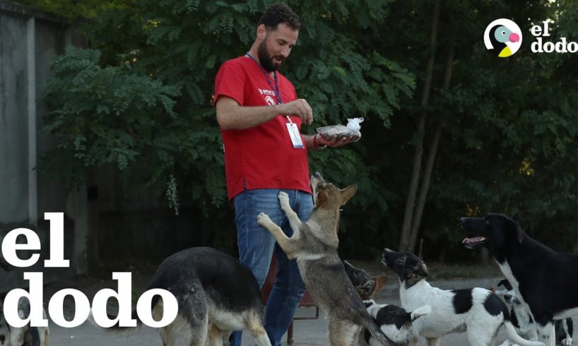 Perros en una central nuclear son agradecidos por un hombre