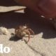Personas ayudan a un cangrejo ermitaño a elegir un nuevo hogar