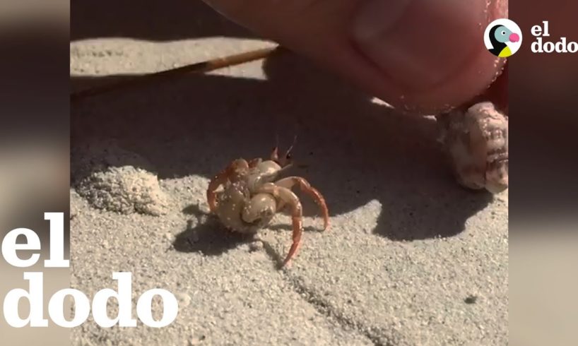 Personas ayudan a un cangrejo ermitaño a elegir un nuevo hogar