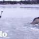 Personas valientes rescatan a un alce atrapado en el hielo
