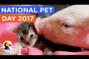 Pet Rescue: 9 Perfect Pet Adoptions & Rescues | The Dodo