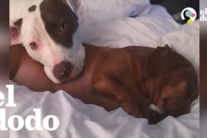 Pit bull fue criado por sus hermanos perritos salchicha