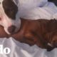 Pit bull fue criado por sus hermanos perritos salchicha