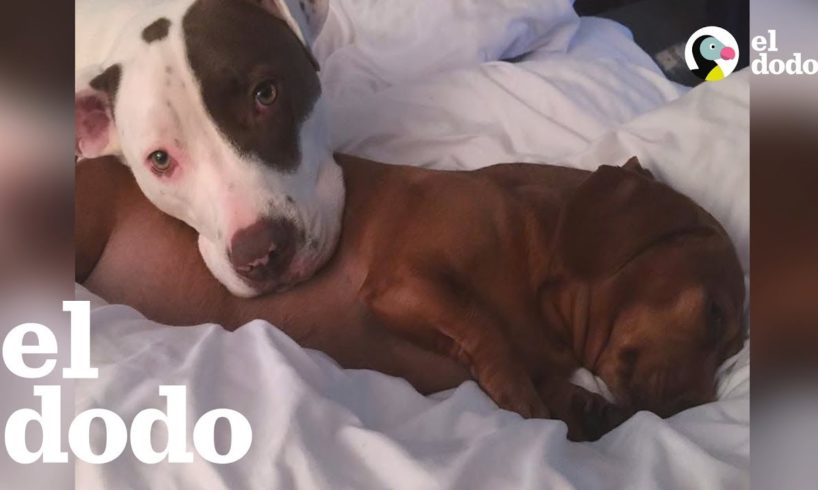 Pit bull fue criado por sus hermanos perritos salchicha