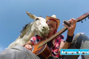 Playing Music For Animals