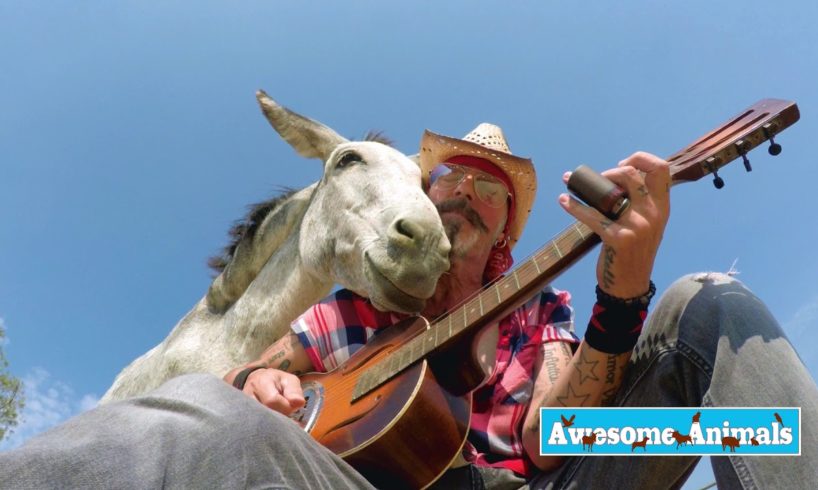 Playing Music For Animals