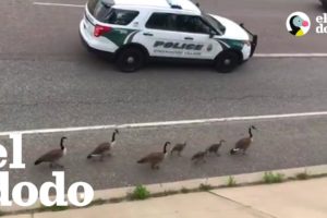 Policía acompaña a una familia de gansos por la ruta