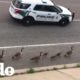Policía acompaña a una familia de gansos por la ruta