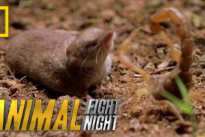 Psycho Shrew vs. Scorpion | Animal Fight Night