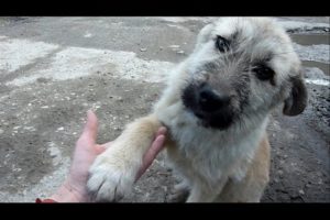 Puppy Abandoned on a Busy Road Gets Rescued Just in Time