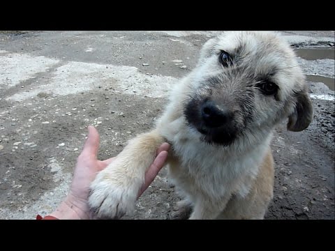 Puppy Abandoned on a Busy Road Gets Rescued Just in Time