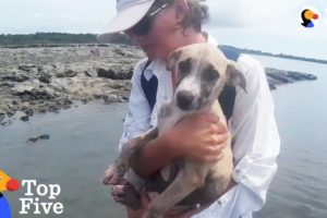 Puppy Rescued On Deserted Island + Other Highly Unusual Animal Rescues | The Dodo Top 5