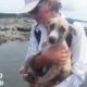 Puppy Rescued On Deserted Island + Other Highly Unusual Animal Rescues | The Dodo Top 5
