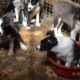 RSPCA Puppy Farm Rescue