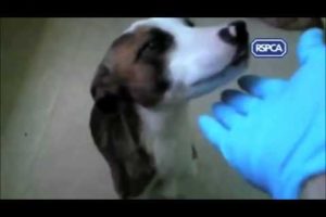 RSPCA publishes shocking videos of animal abuse