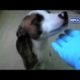 RSPCA publishes shocking videos of animal abuse