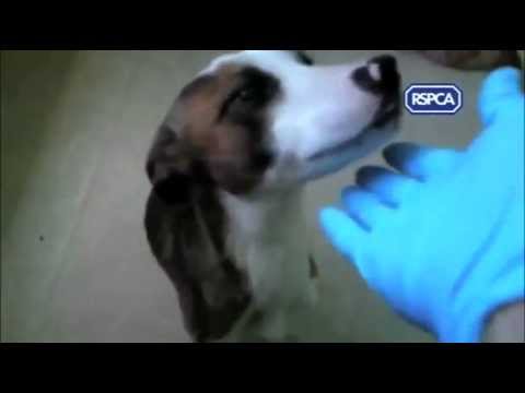 RSPCA publishes shocking videos of animal abuse
