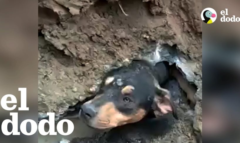 Rescatistas hacen todo lo posible para salvar a un perro atrapado en una tubería