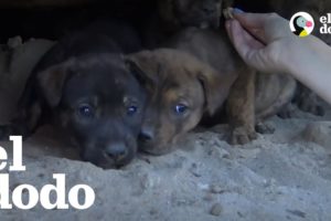 Rescatistas se meten en una cueva para salvar a cachorros que estaban atrapados
