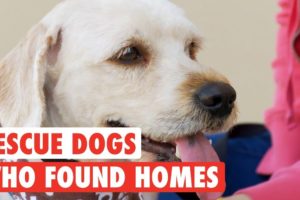 Rescue Dogs Who Found Forever Homes