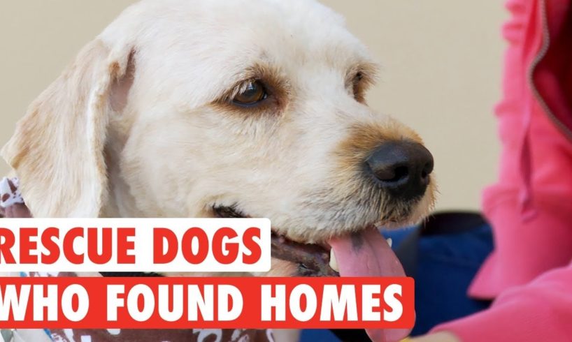 Rescue Dogs Who Found Forever Homes